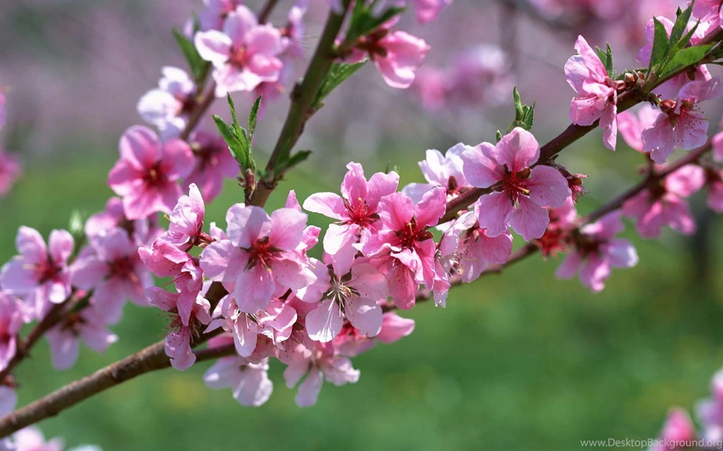 The Most Beautiful Flower Photo Amazing Photos Amazing Photo ...