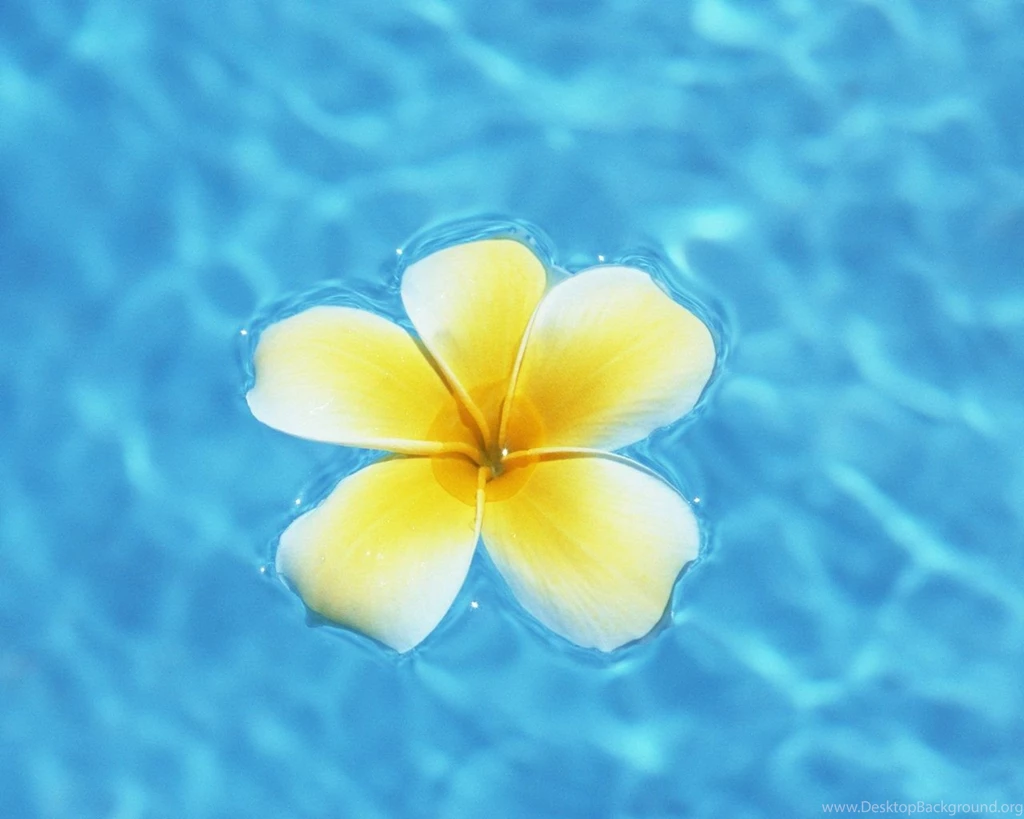 Hawaii Beach Hawaii's Aquamarine Sea And Blue Sky 1280x1024 NO.4 ...