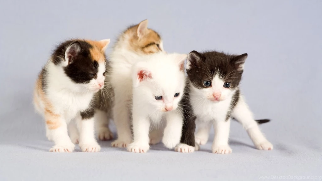 Animal Cat Wallpapers Funny Optimizing Wallpapers Hd Cat For ...