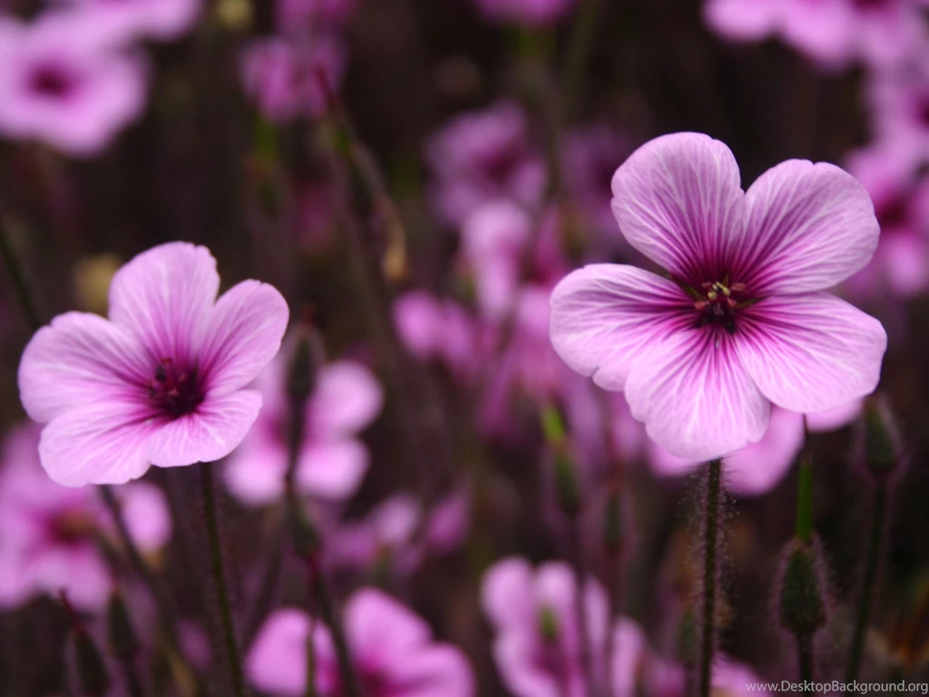 Purple Flower Wallpapers