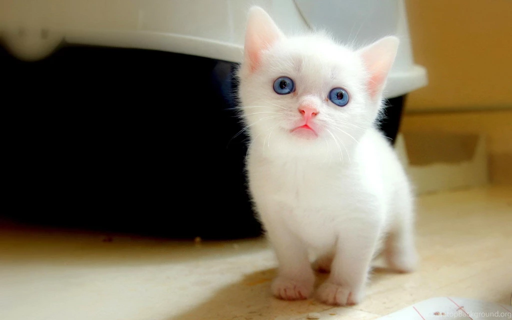 Cat Wallpapers Hd 1917365