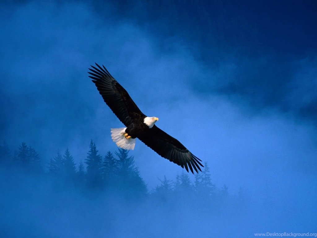 Bald eagle backgrounds download.jpg