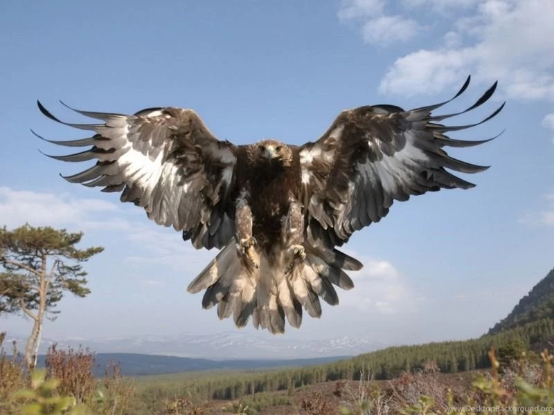 Eagle Desktop Wallpapers