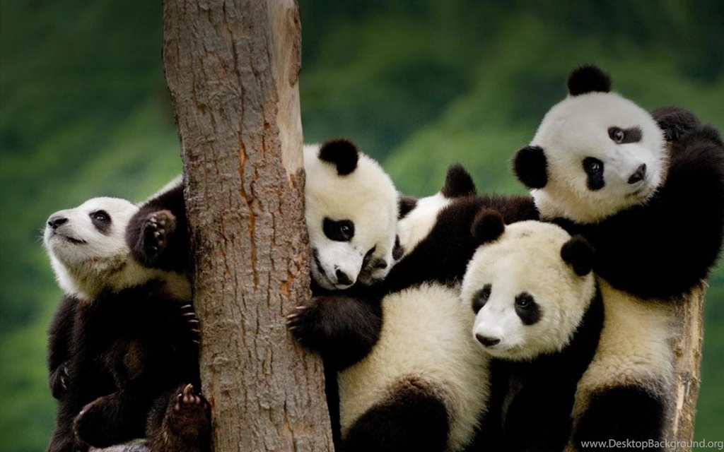 Cute Animal Wallpapers High Definition