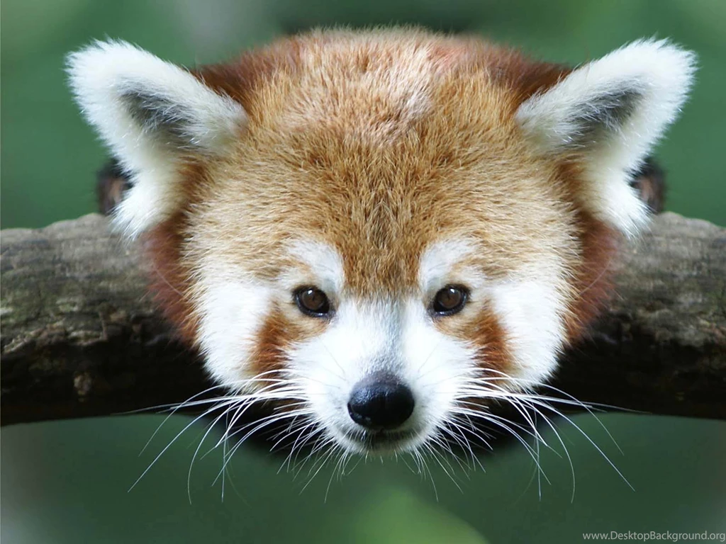 Red Panda Wallpapers Desktop