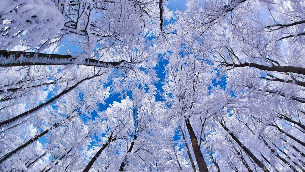 Winter Forest Desktop Wallpapers HD Wallpaper Backgrounds Of ...