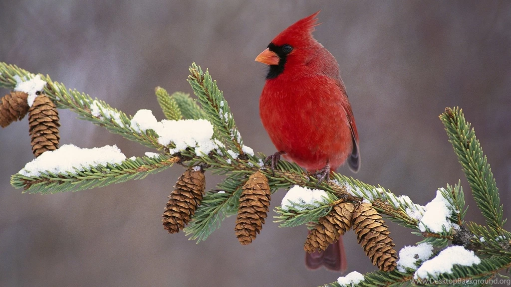 Winter Cardinal Bird Computer Backgrounds 3821 HD Wallpapers Site