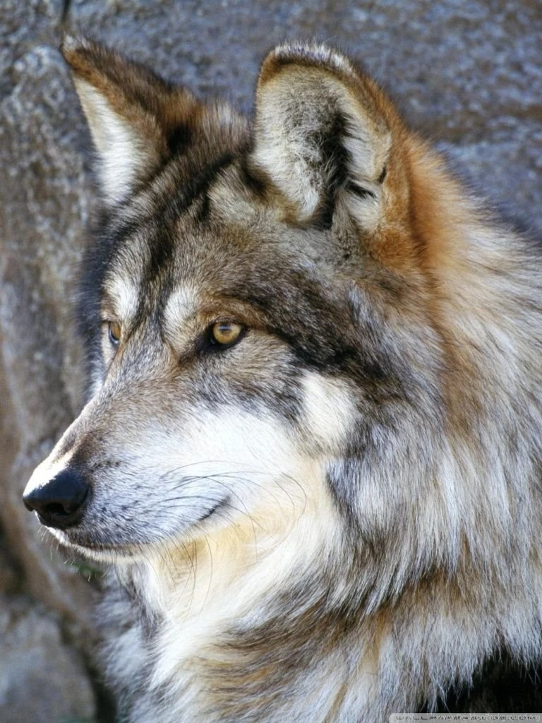 Mexican Wolf HD Desktop Wallpapers : Widescreen : Fullscreen : Mobile