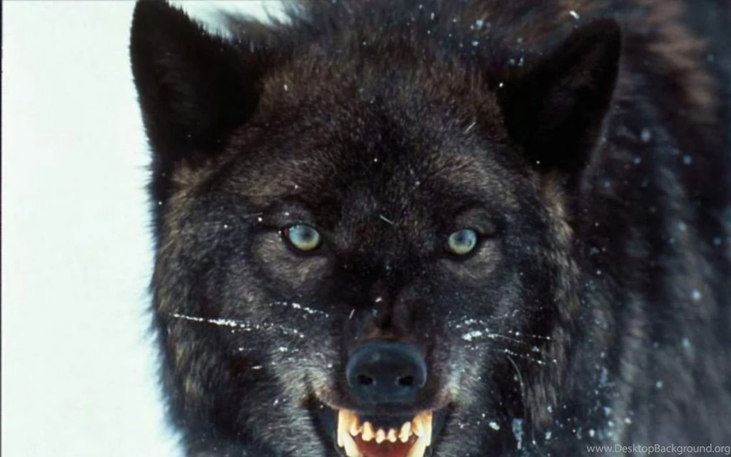 Dogs: Angry Black Wolf Teeth Desktopnexus Best Wallpapers For HD ...