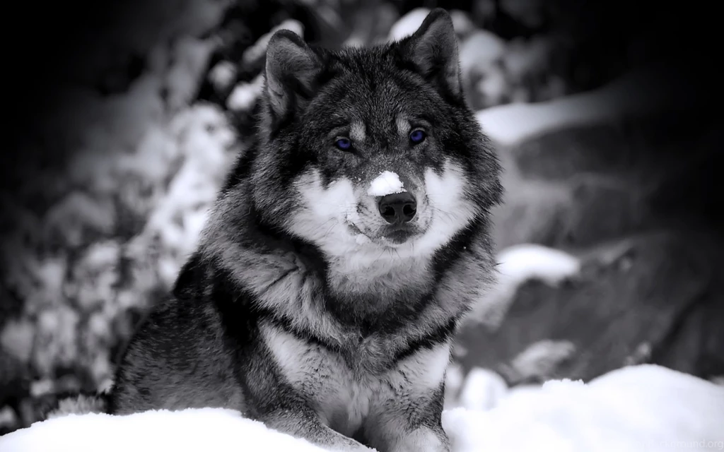 Free Wolf Backgrounds