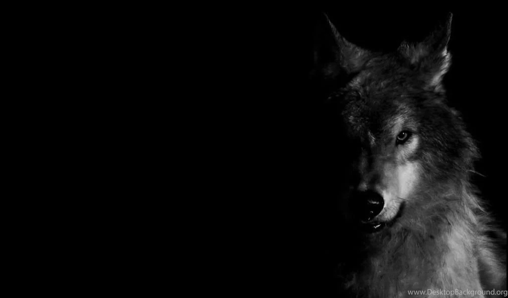 Wolf Pack 2 HD Live Wallpapers Android Apps And Tests AndroidPIT
