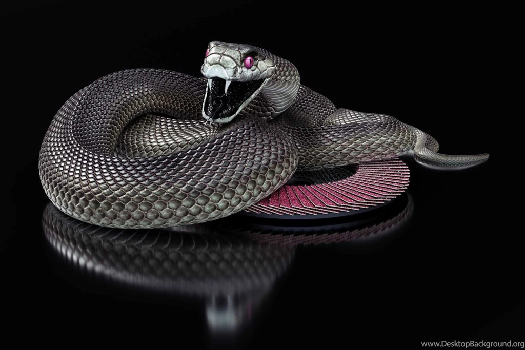 Black Mamba Snake Wallpapers HD Collection Of Black Snake