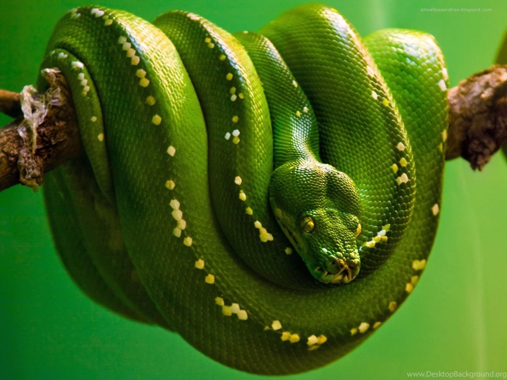 Desktop garter snakes wallpaper.jpg
