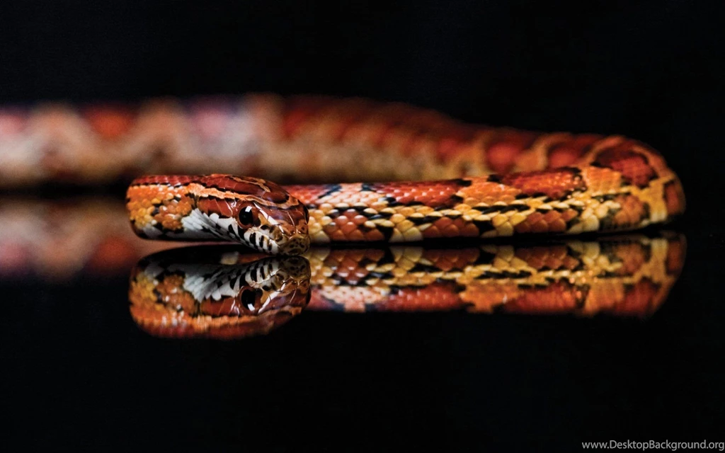 Snakes