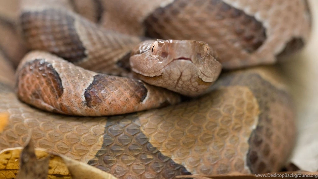 Snake