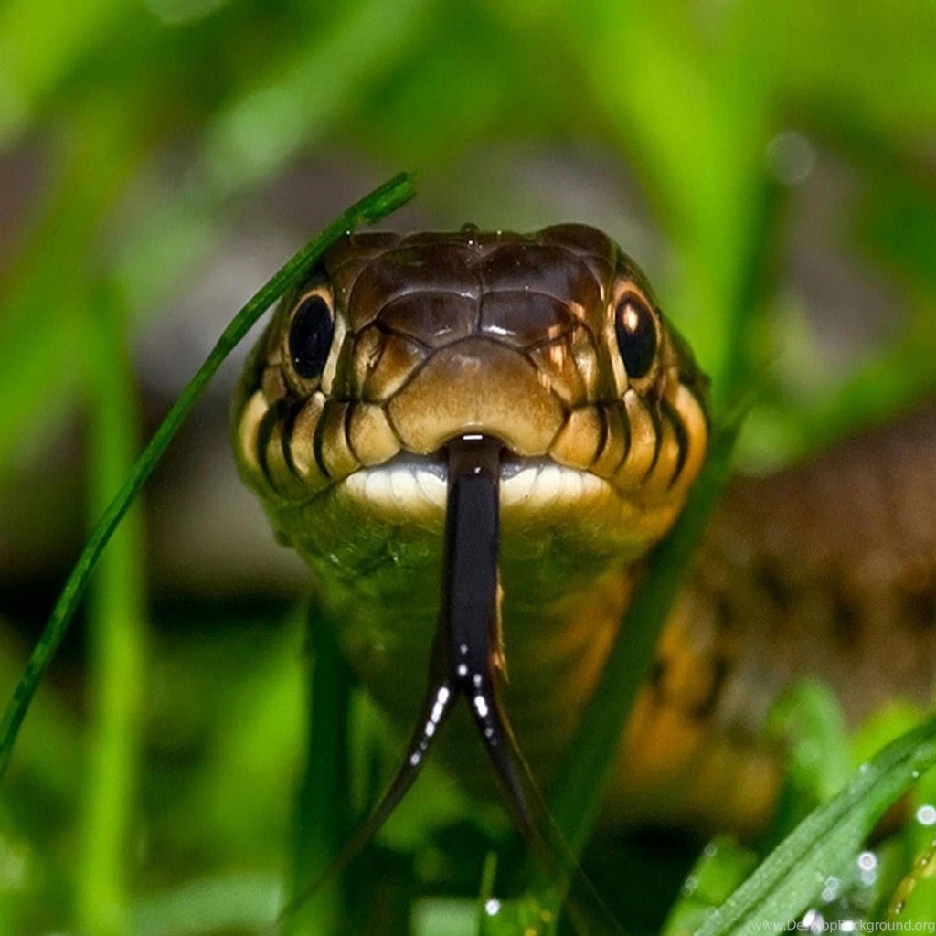 Beautiful Snakes HD Wallpapers Ipad Images.jpg