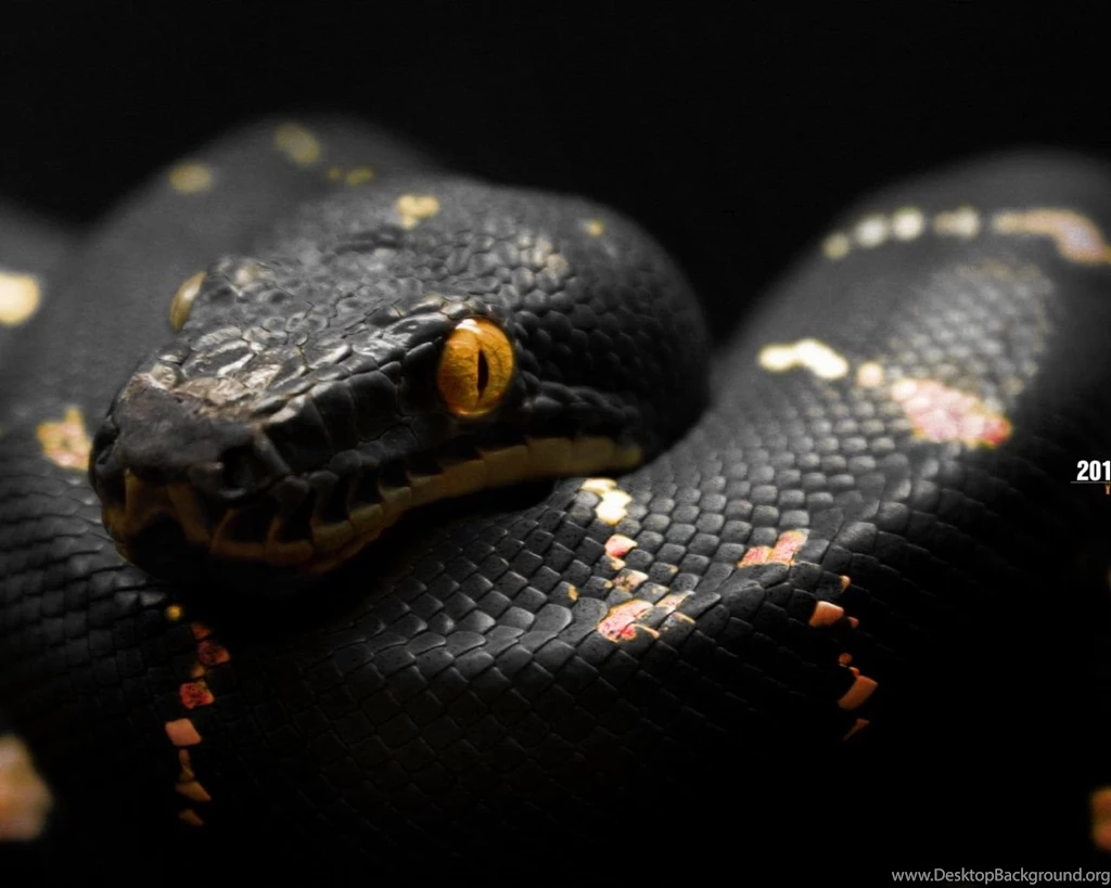 2013 year of the black snake wallpapers_35698_1280x1024.jpg