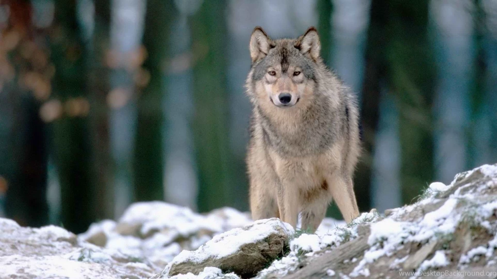 Woods Wolves Fresh New Hd Wallpapers [Your Popular HD Wallpapers ...