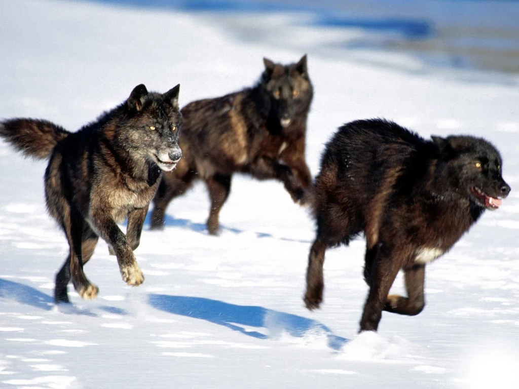 Wolves Wallpapers (