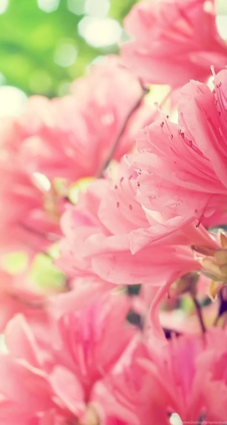 Bright iPhone 5s Wallpapers