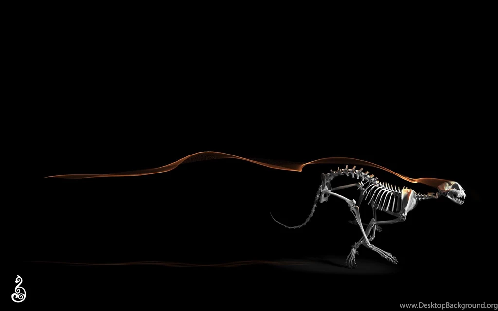 Skeleton Computer Wallpapers, Desktop Backgrounds