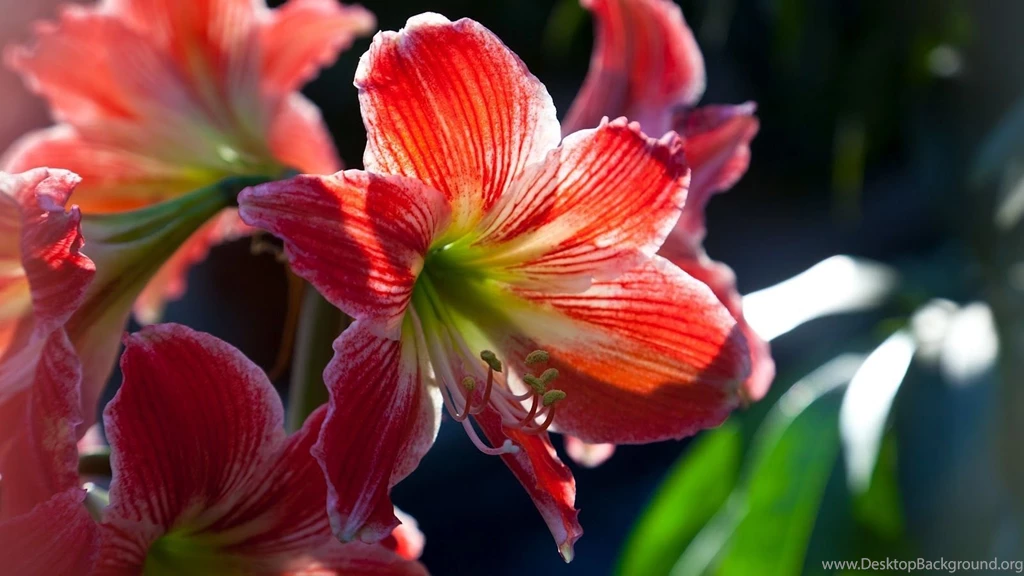 Flowers HD Photos HD Wallpapers Desktop Wallpapers ...