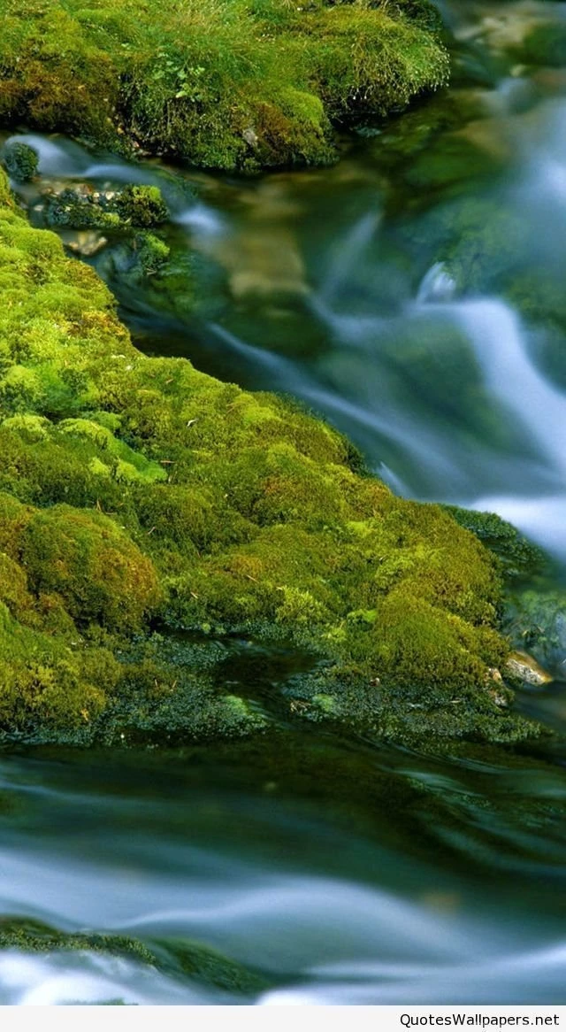 Nature Closeup iphone 5 wallpaper ilikewallpaper_com.jpg