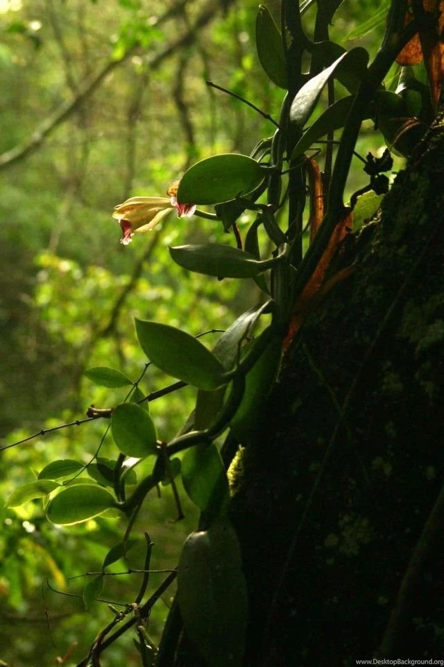 iPhone 4 Nature Wallpapers 11 Wallpapers,Nature Wallpapers ...