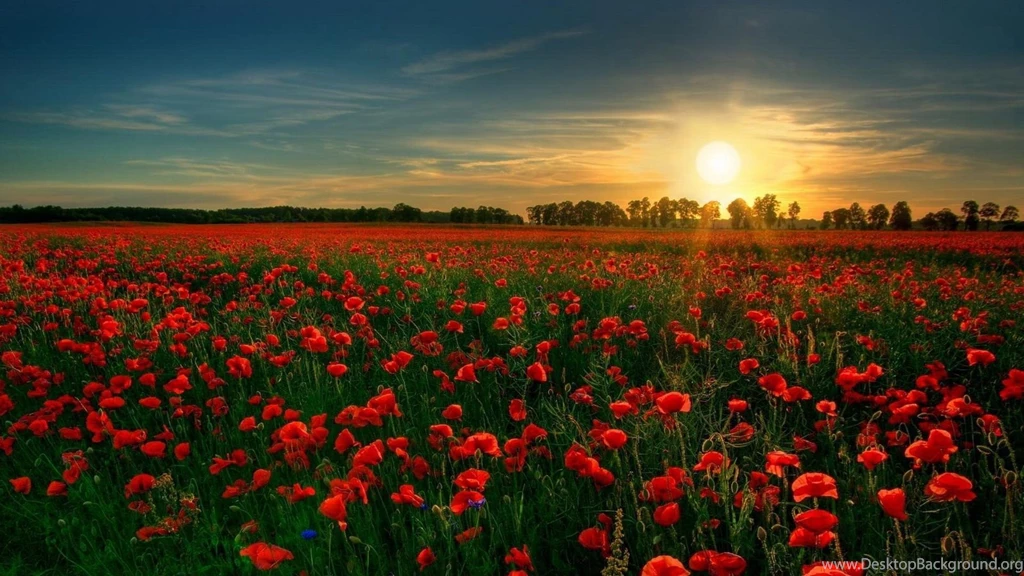 Red Flower Garden Wallpapers