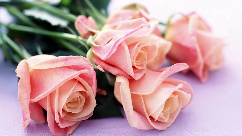 Flower Hd Wallpapers HD Wallpapers Lovely