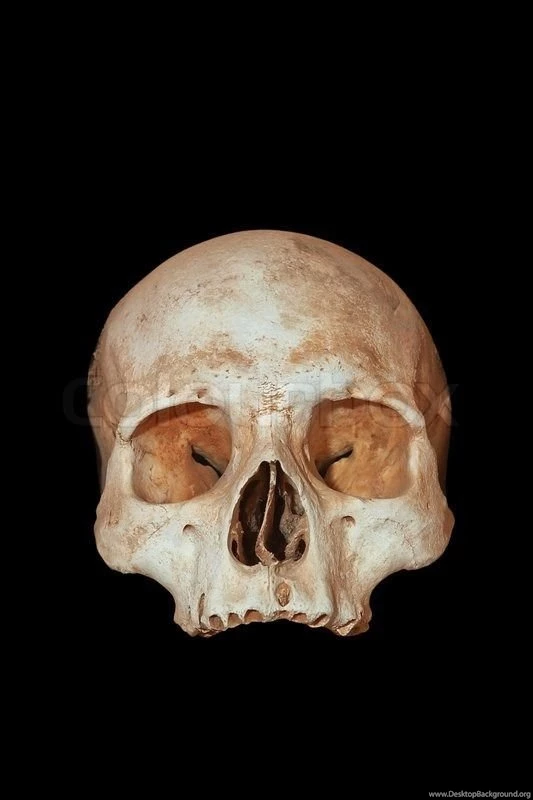A Human Skull On A Black Backgrounds