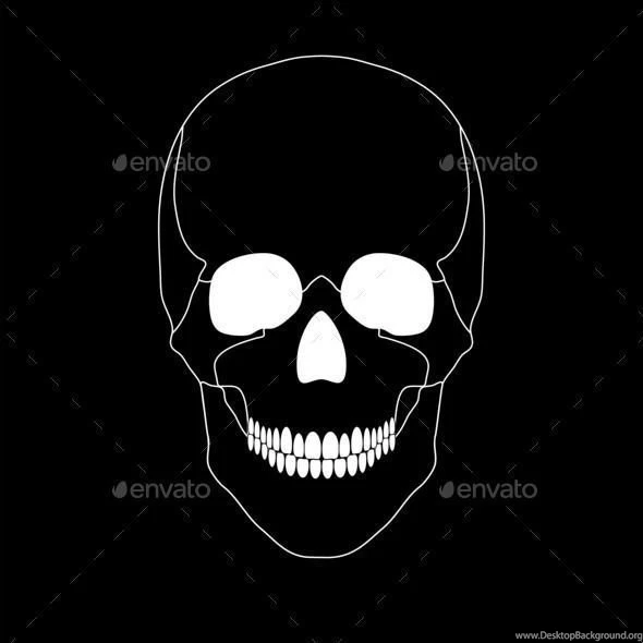 White Skull On A Black Backgrounds Stock Photo