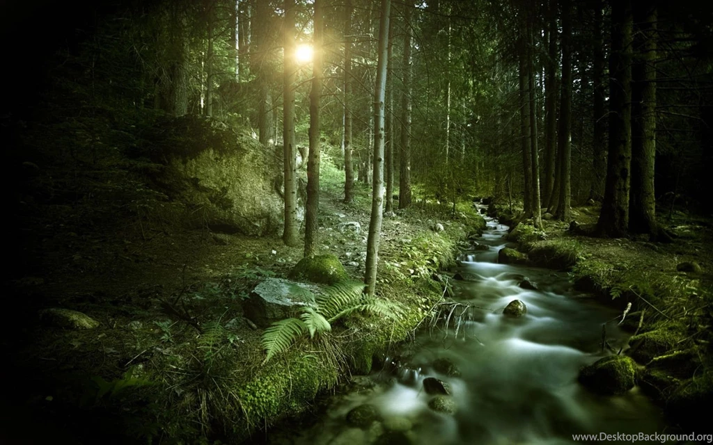 Stream In The Forest 1680x1050 Wallpapers, 1680x1050 Wallpapers ...