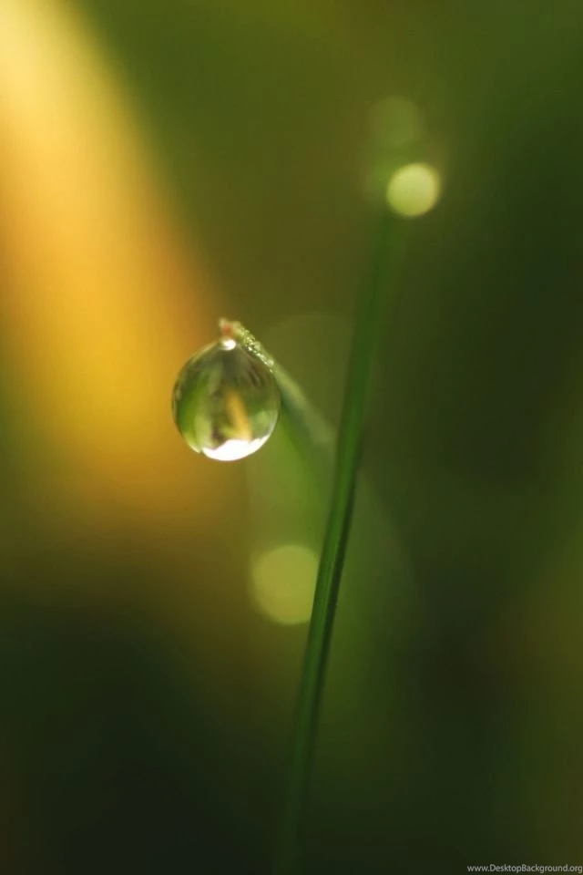 Grass Dew Bokeh 3 iPhone 4s Wallpapers Download