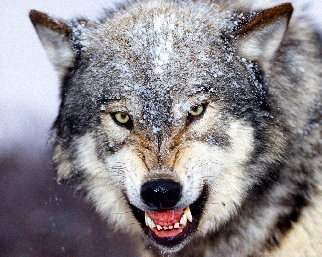 Wolf Wallpapers And Backgrounds Animals Town