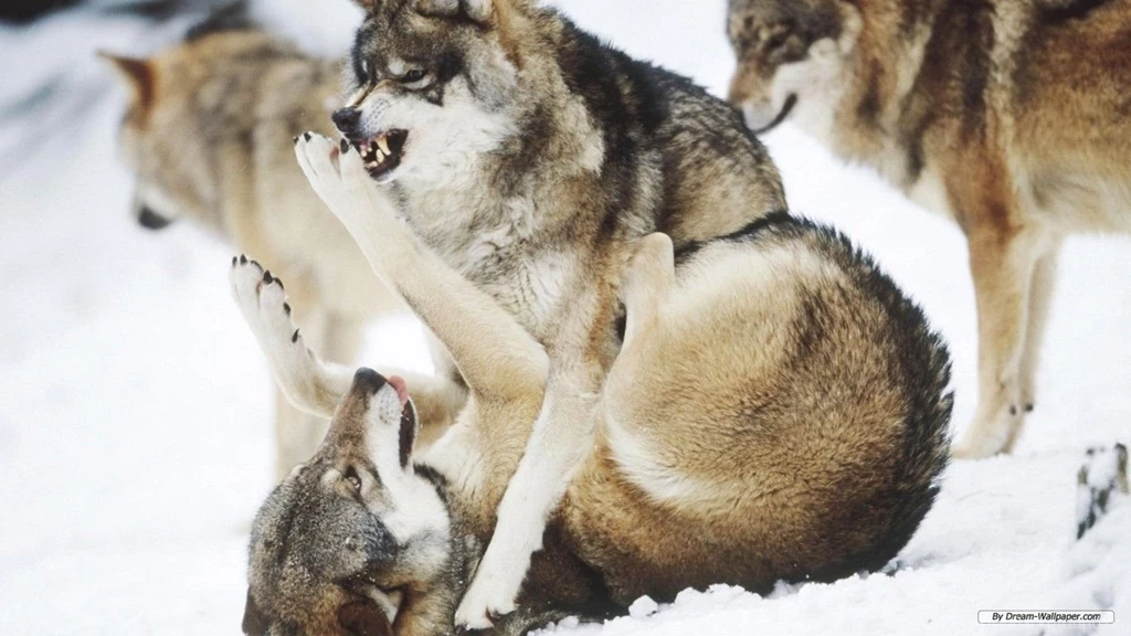 Free Wallpapers Free Animal Wallpapers Wolf Wallpapers 1366x768 ...