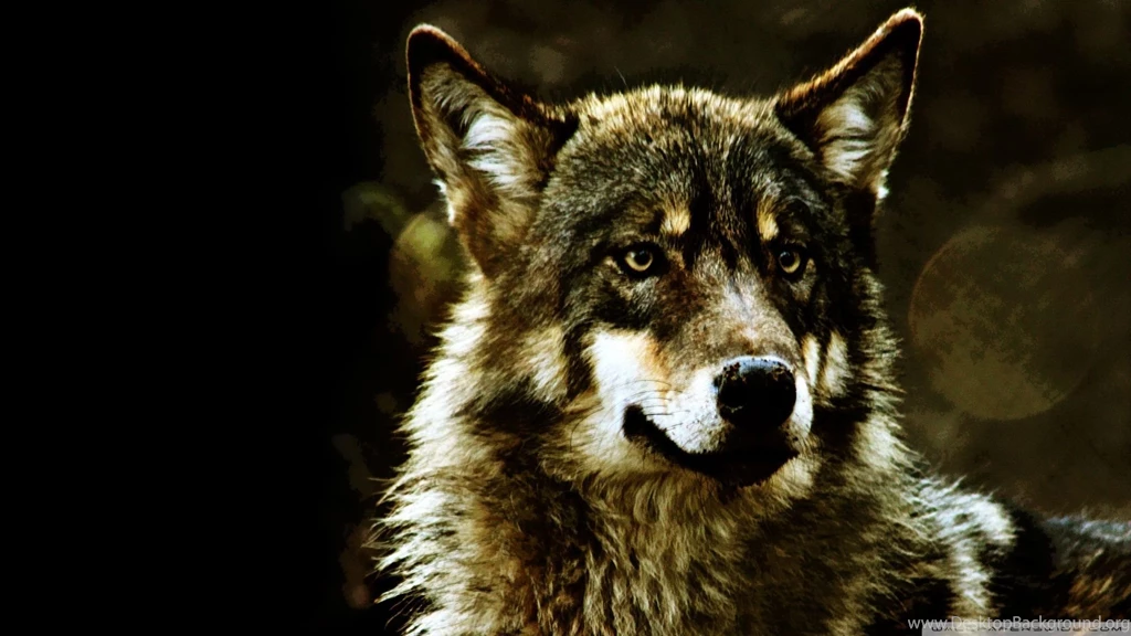 Wolf_00435840.jpg
