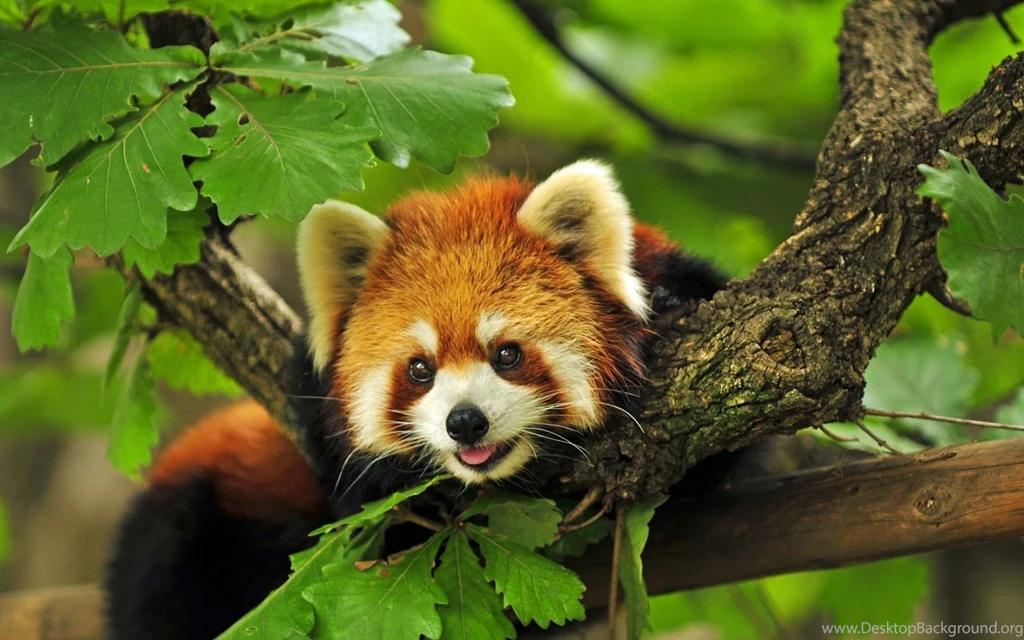 Red Panda HD Wallpapers