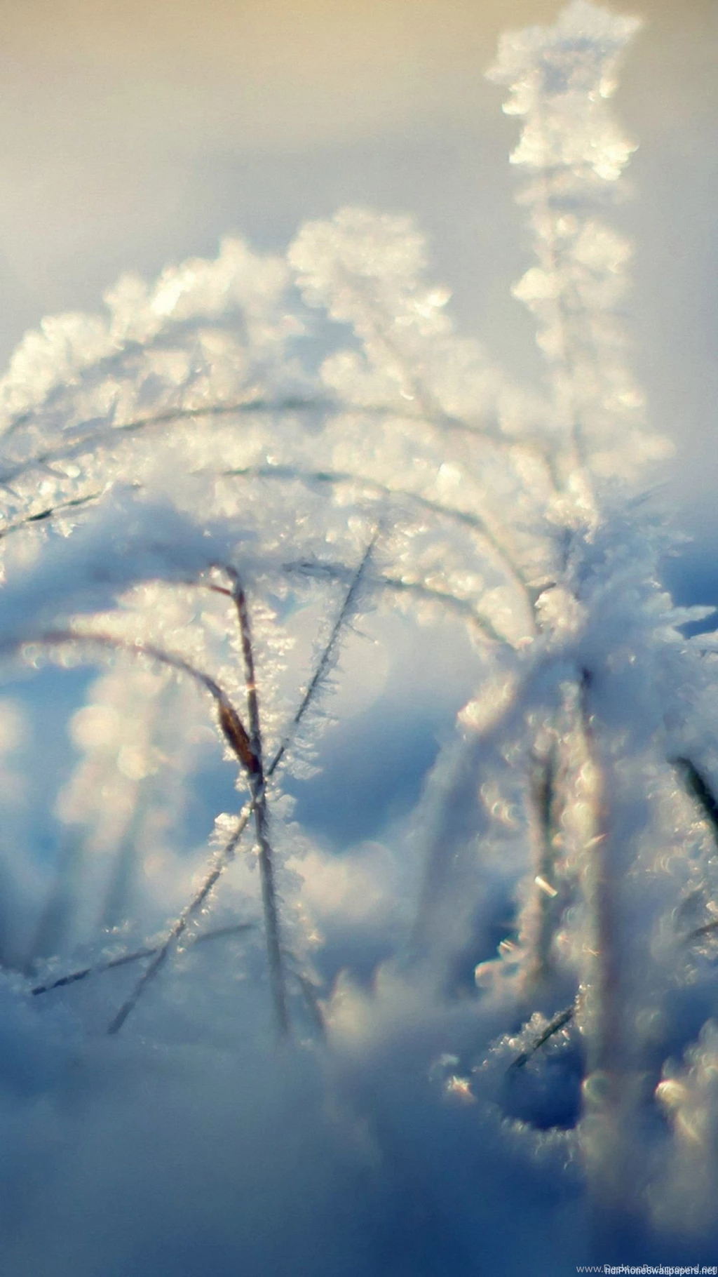 Snow Branches iPhone 6 Wallpapers HD And 1080P 6 Plus Wallpapers