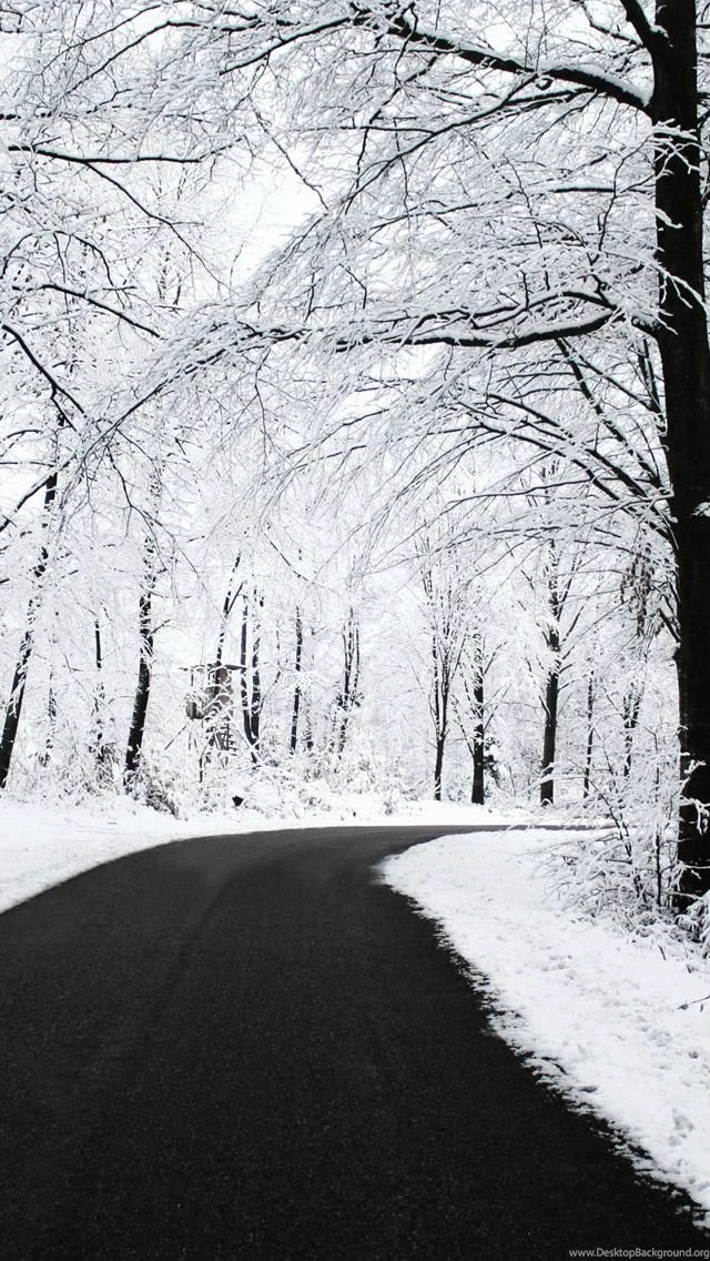 Forest Covered With Snow iPhone 5s Wallpapers Download