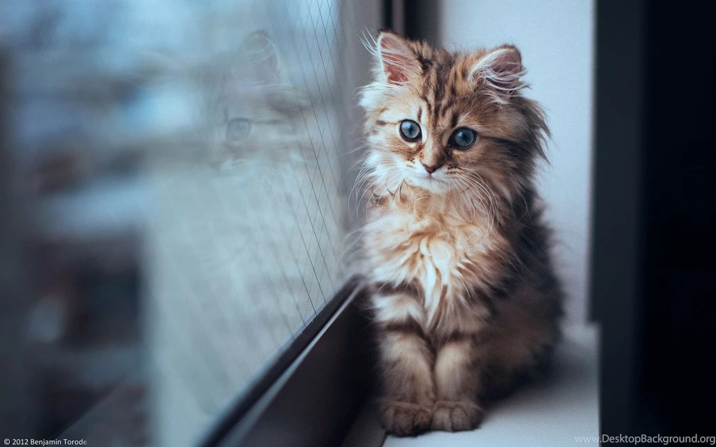 Cat Computer Wallpapers, Desktop Backgrounds