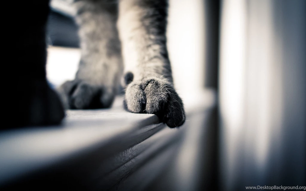 Cute Cat Feet Wallpapers HD 888
