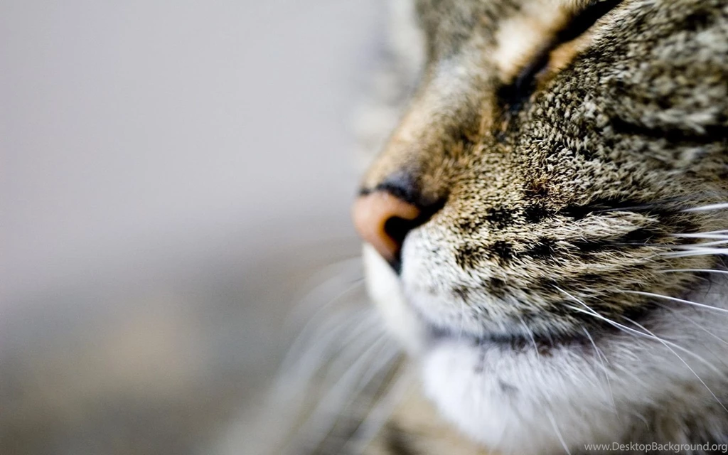 Cat Face And Whiskers Wallpapers High Resolutio