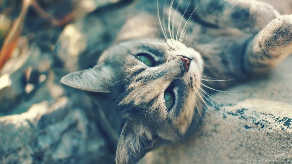 Cat Computer Wallpapers, Desktop Backgrounds