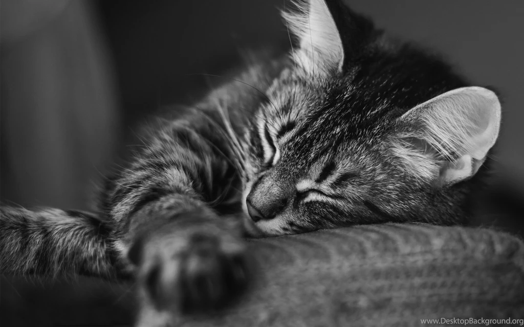 Cat Computer Wallpapers, Desktop Backgrounds