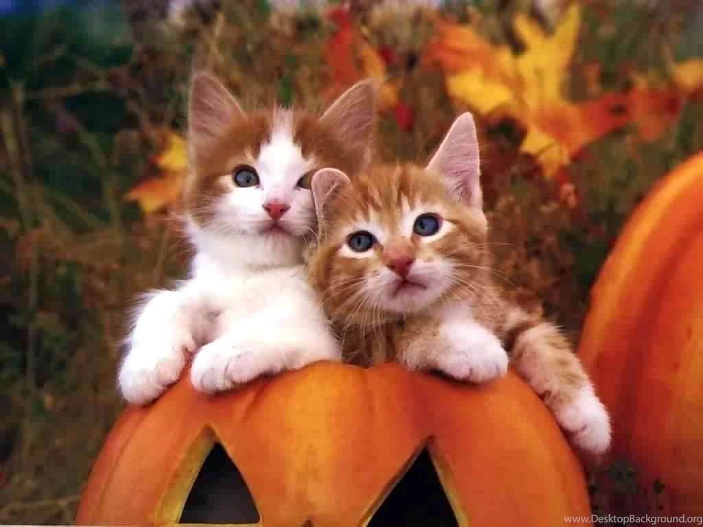 Two Cute Cats Wallpapers Desktop And Mobile Wallpapers Animals Town