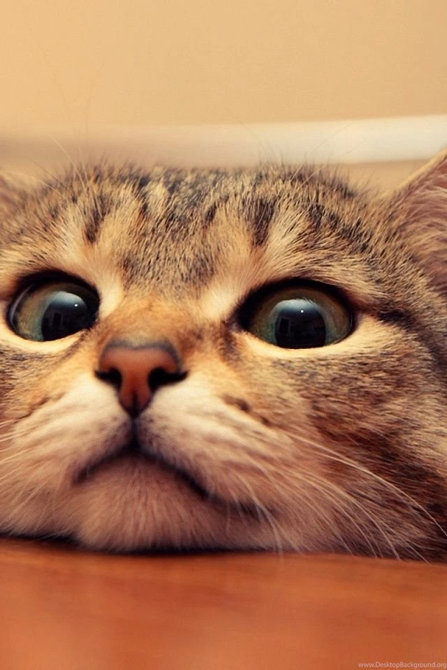 640x960 Cute Cat Iphone 4 Wallpapers