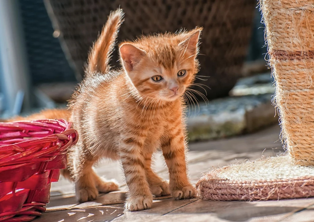 Hd Cat Wallpapers, Cute Cat Photos, Free Cat Images, Claw, Pets ...