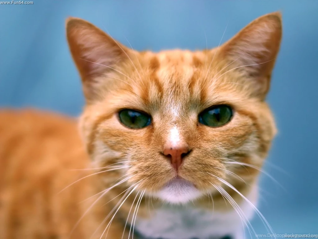 Beautiful Brown Cute Cat Wallpaper.jpg
