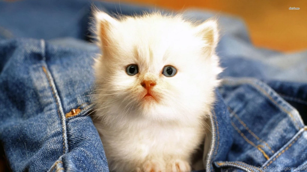 Cute White Cat Wallpapers Animal Wallpapers